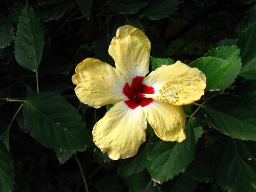 Hibiscus