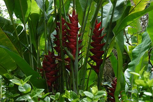 Heliconia