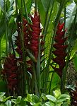 Heliconia