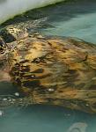 Hawksbill