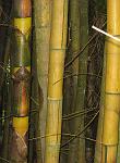 Bamboo