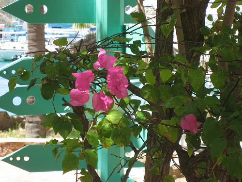 Bougainvillaea