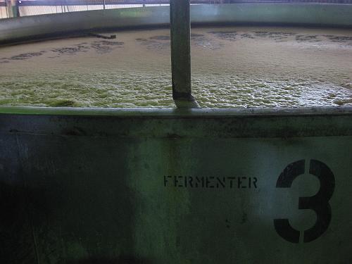 Fermentation